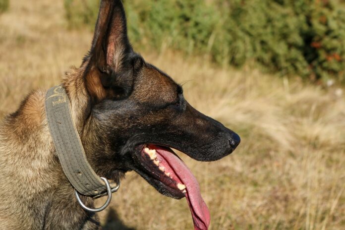 Belgisk fårehund. Bilde av Enes Sejfic, Pixabay fra https://pixabay.com/photos/malinoa-belgian-dog-malinois-pet-4608903/