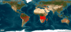 Figur 1: Posisjonen til branner oppdaget av satellitt under dagen 24-25 august 2024 (kilde FIRMS/NASA).