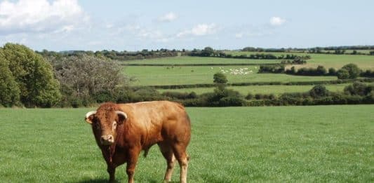 Bull-okse-storfe