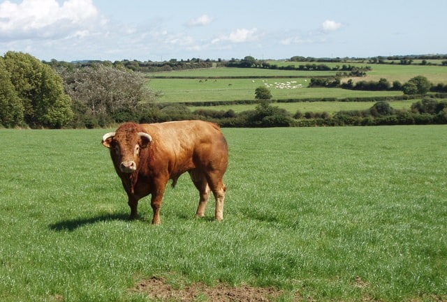 Bull-okse-storfe