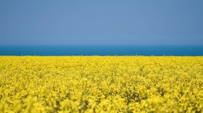 Ukraina-raps-frø-bilde