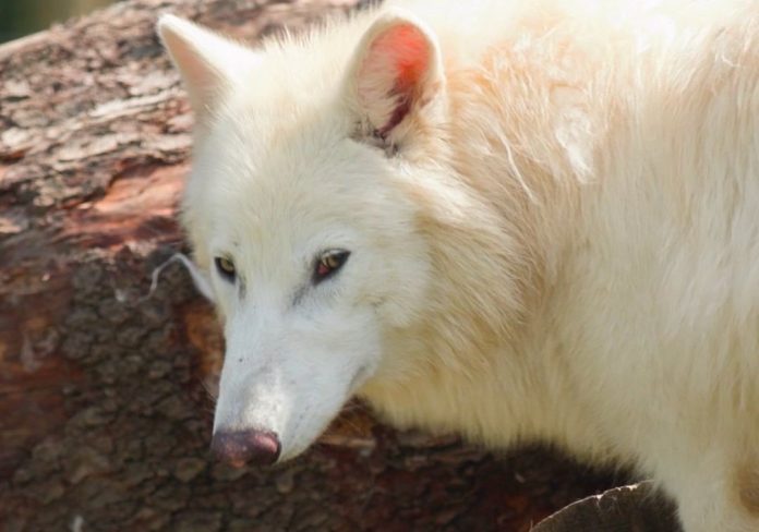 Dire Wolf Bioscience