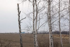 radar rostov region oblast skog