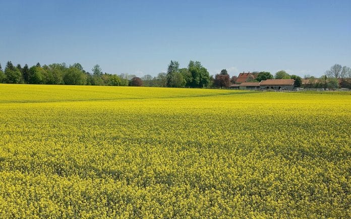 Rapsplante-jorder-rapsfrø