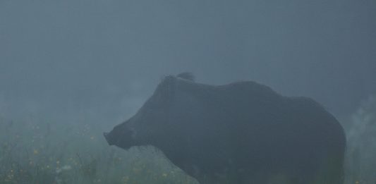 Villsvin-svinepest-skade-plagedyr