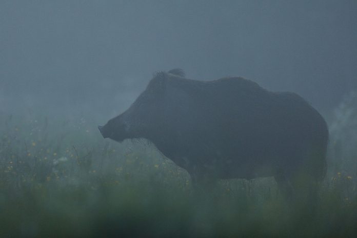 Villsvin-svinepest-skade-plagedyr