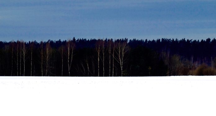 Estland-skog-landskap