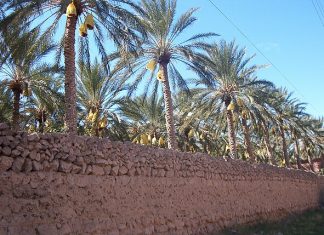 Deglet Nour – dadlenes dronning