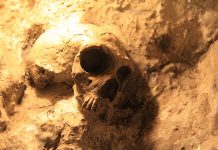 Homo sapiens og neandertalerne: genetisk hybridisering 🔒