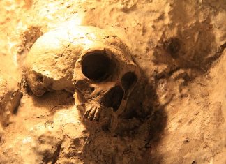 Homo sapiens og neandertalerne: genetisk hybridisering 🔒