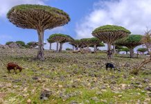 Socotra, den ettertraktede øya i Det indiske hav 🔒
