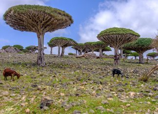 Socotra, den ettertraktede øya i Det indiske hav 🔒