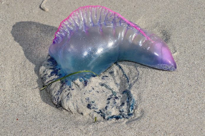 Portugisisk krigsskip på sandstrand